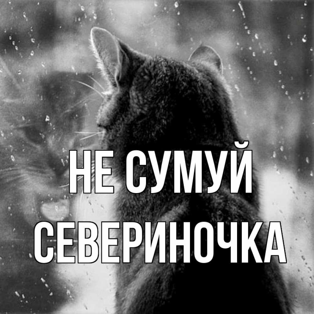 Открытка на каждый день з підписом, Севериночка Не сумуй отражение кота 1 Прикольна листівка з побажанням онлайн скачати безкоштовно 