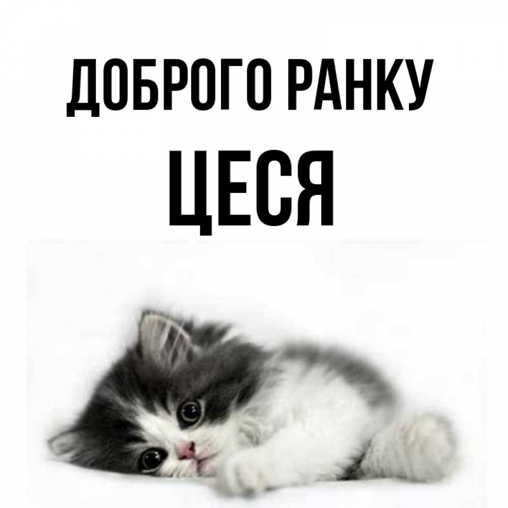 Открытка на каждый день з підписом, Цеся Доброго ранку кот лапки Прикольна листівка з побажанням онлайн скачати безкоштовно 