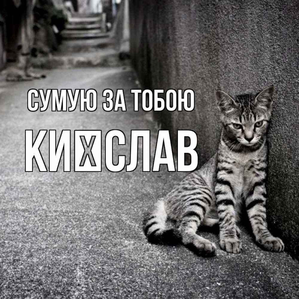 Открытка на каждый день з підписом, Києслав Сумую за тобою одиноко котику Прикольна листівка з побажанням онлайн скачати безкоштовно 