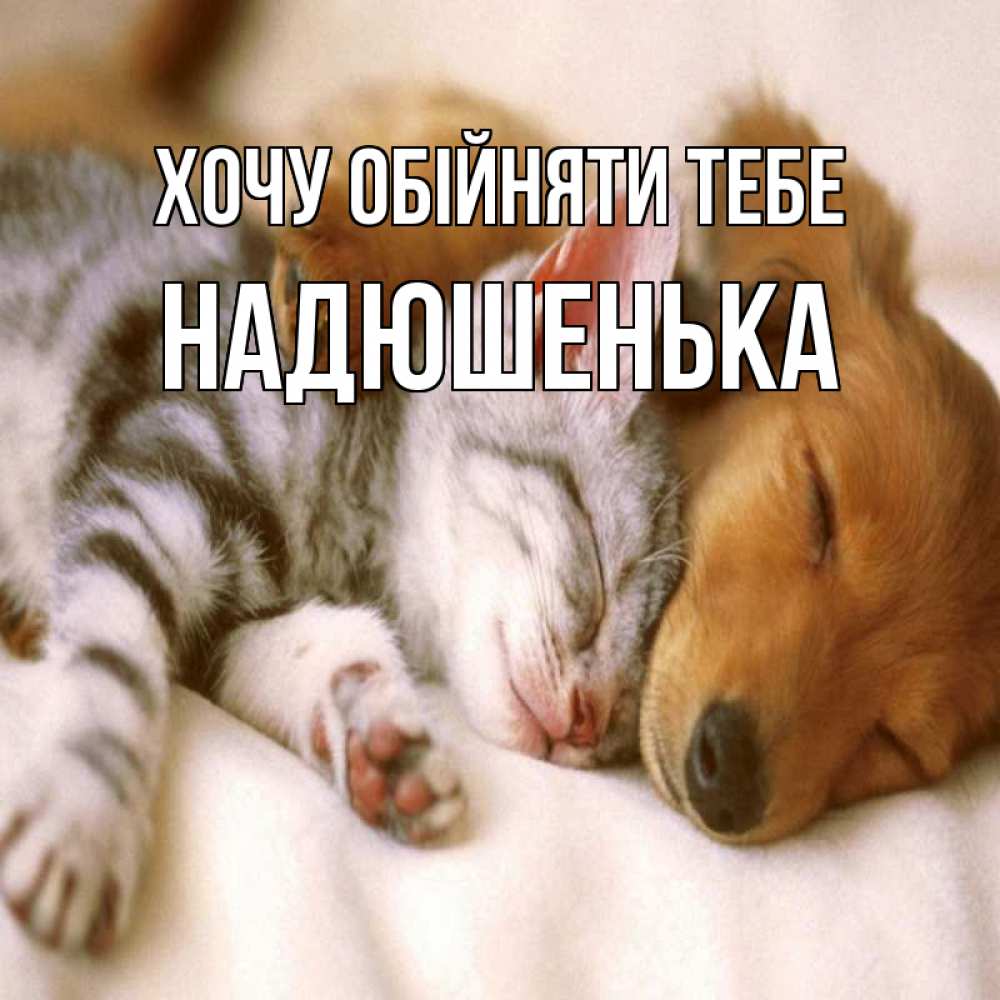 Открытка на каждый день з підписом, Надюшенька Хочу обійняти тебе пес и котенок Прикольна листівка з побажанням онлайн скачати безкоштовно 