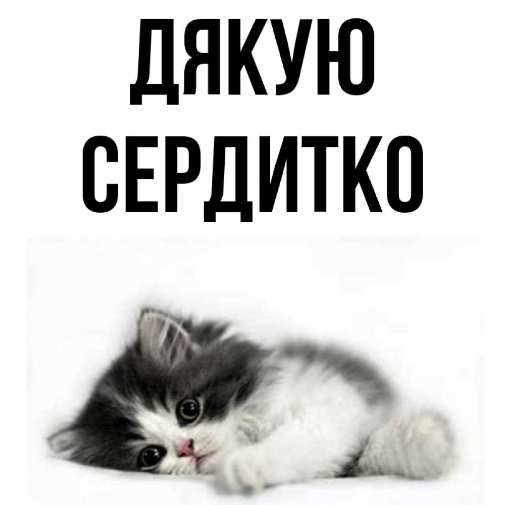 Открытка на каждый день з підписом, Сердитко Дякую черный и белый кот Прикольна листівка з побажанням онлайн скачати безкоштовно 