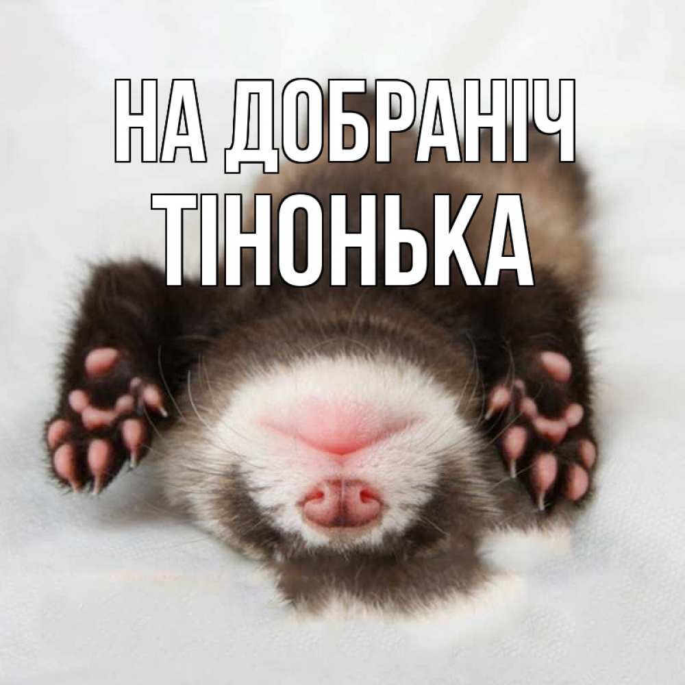 Открытка на каждый день з підписом, Тінонька На добраніч зверек Прикольна листівка з побажанням онлайн скачати безкоштовно 