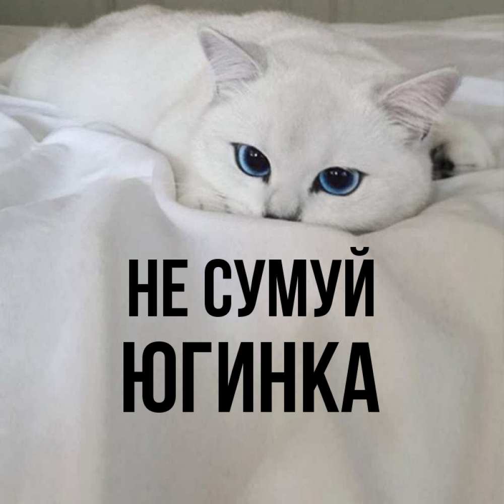 Открытка на каждый день з підписом, Югинка Не сумуй Голубоглазая кошка Прикольна листівка з побажанням онлайн скачати безкоштовно 