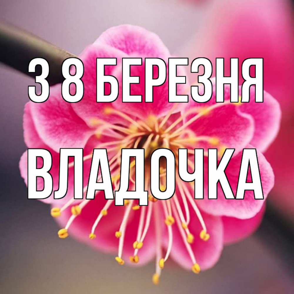 Открытка на каждый день з підписом, Владочка З 8 БЕРЕЗНЯ цветы Прикольна листівка з побажанням онлайн скачати безкоштовно 