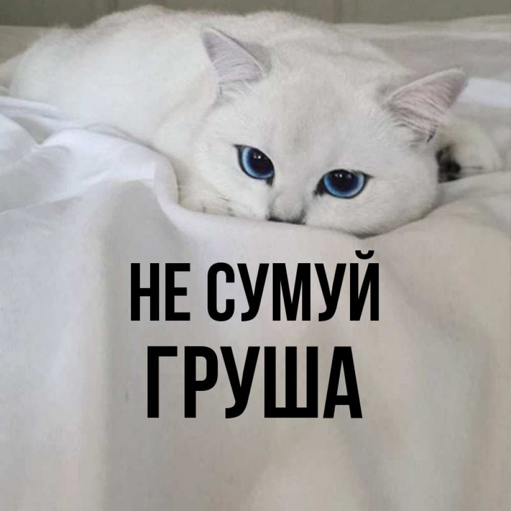 Открытка на каждый день з підписом, Груша Не сумуй Голубоглазая кошка Прикольна листівка з побажанням онлайн скачати безкоштовно 