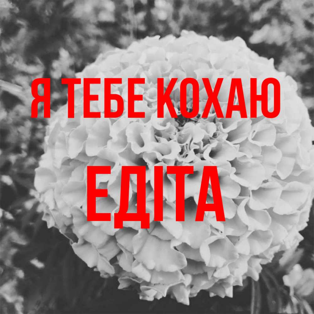Открытка на каждый день з підписом, Едіта Я тебе кохаю подпись Прикольна листівка з побажанням онлайн скачати безкоштовно 