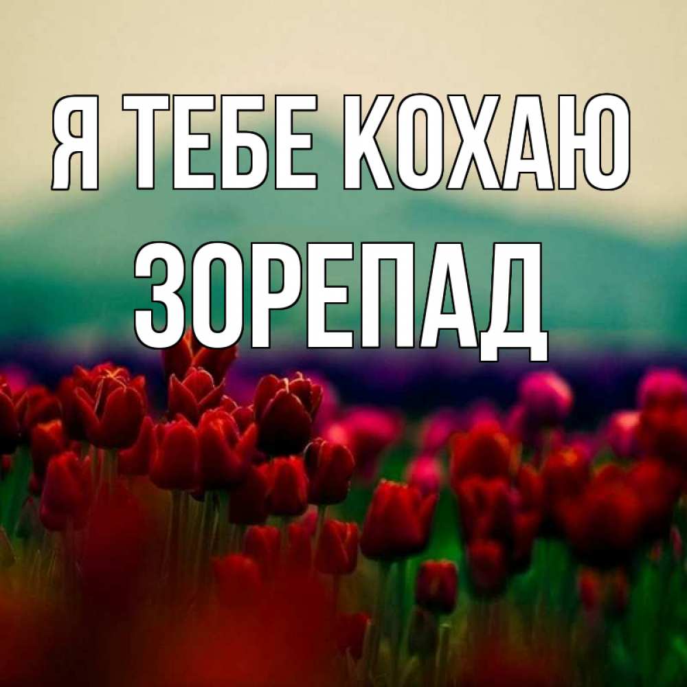 Открытка на каждый день з підписом, Зорепад Я тебе кохаю тюльпаны 4 Прикольна листівка з побажанням онлайн скачати безкоштовно 