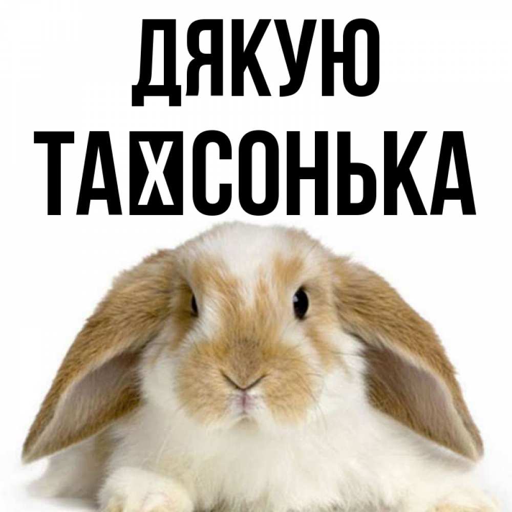 Открытка на каждый день з підписом, Таїсонька Дякую коричнево белый заяц Прикольна листівка з побажанням онлайн скачати безкоштовно 