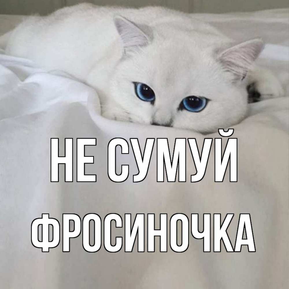 Открытка на каждый день з підписом, Фросиночка Не сумуй белый кот с голубыми глазами на белоснежной кровати Прикольна листівка з побажанням онлайн скачати безкоштовно 