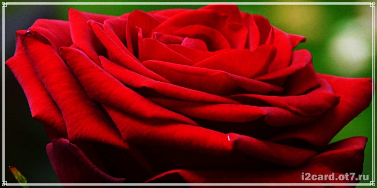 Открытка роза вид сбоку розочка очень красивая З Днем народження 