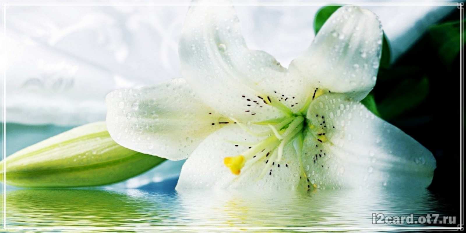 Открытка красивые цветы и открытки с ними лилия на открытке ко дню рождения З Днем народження 