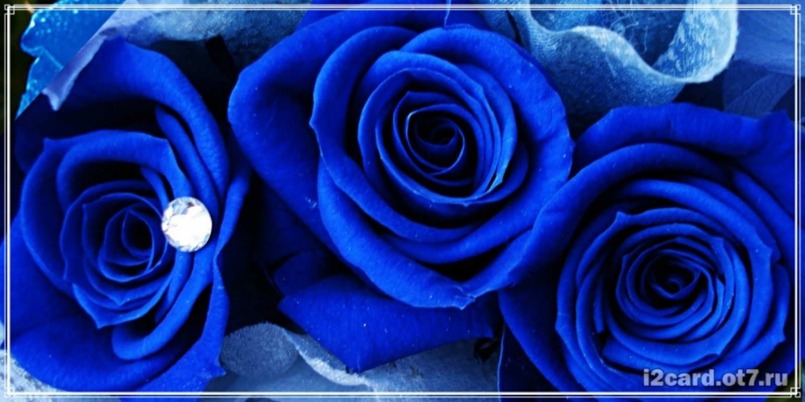 Открытка синяя роза и роса синие розы в росе З Днем народження 