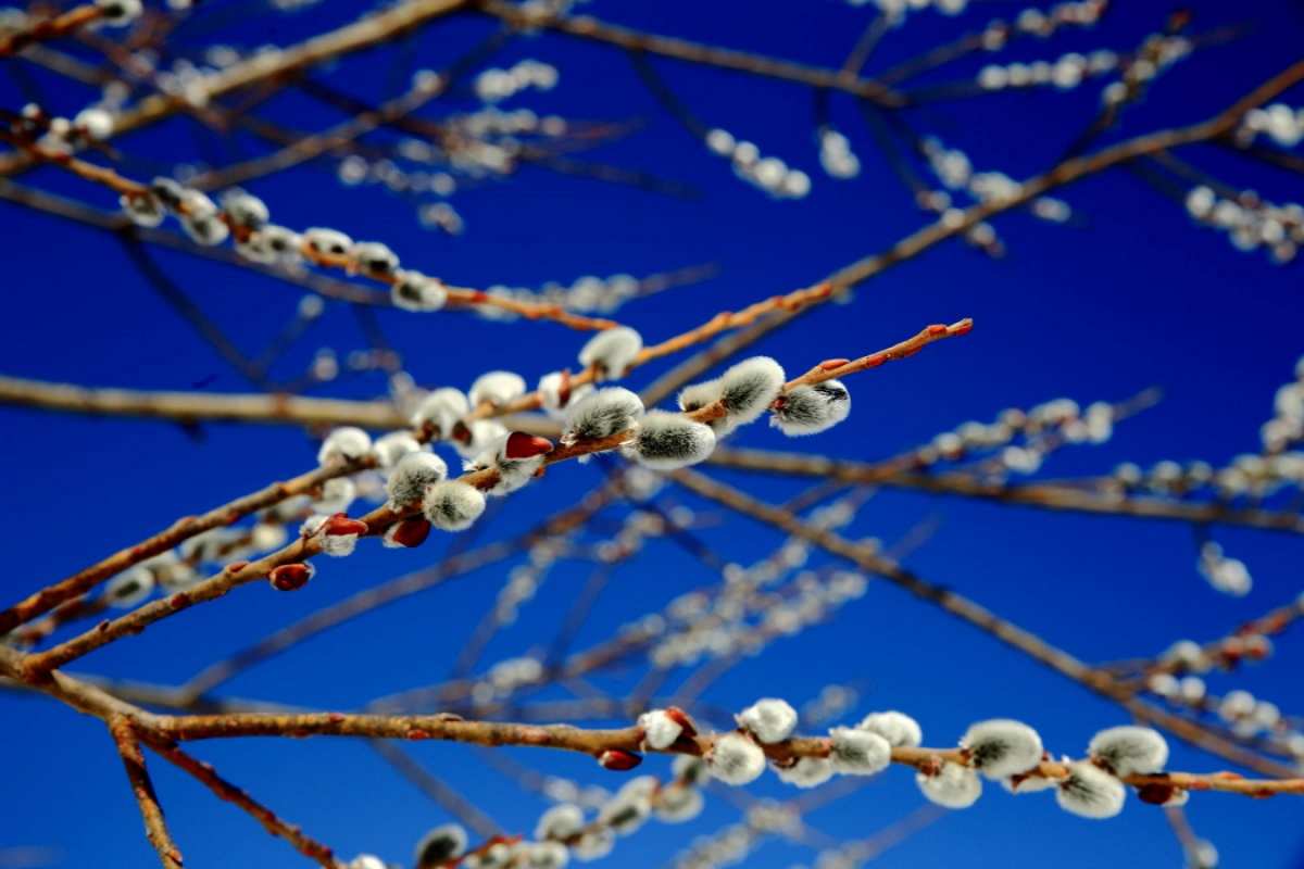 Открытка верба на фоне неба с шишечками   верба  З вербною неділею 