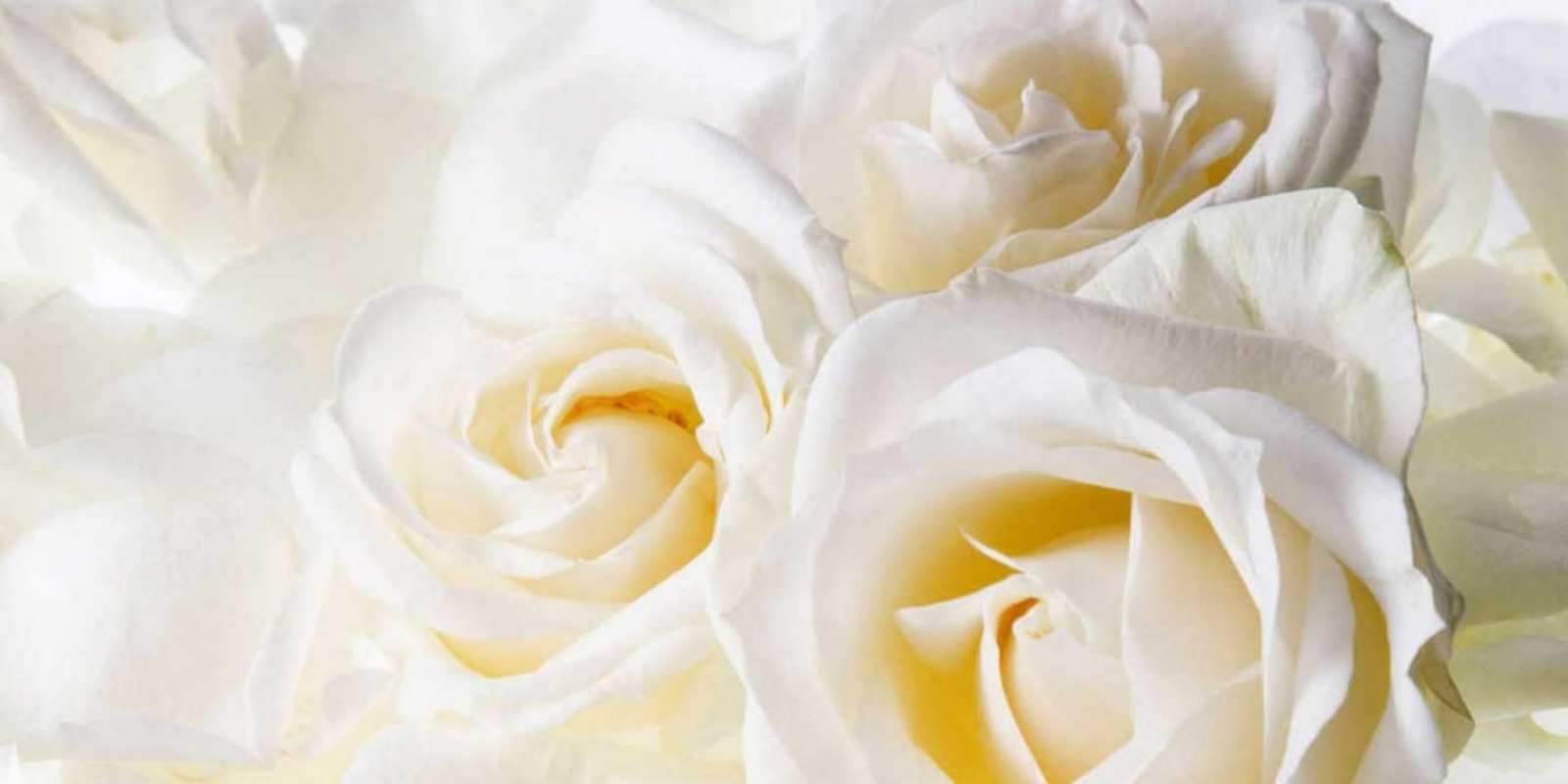 Открытка белые розы на день рождения открыточки на день рождения любимым З Днем народження 