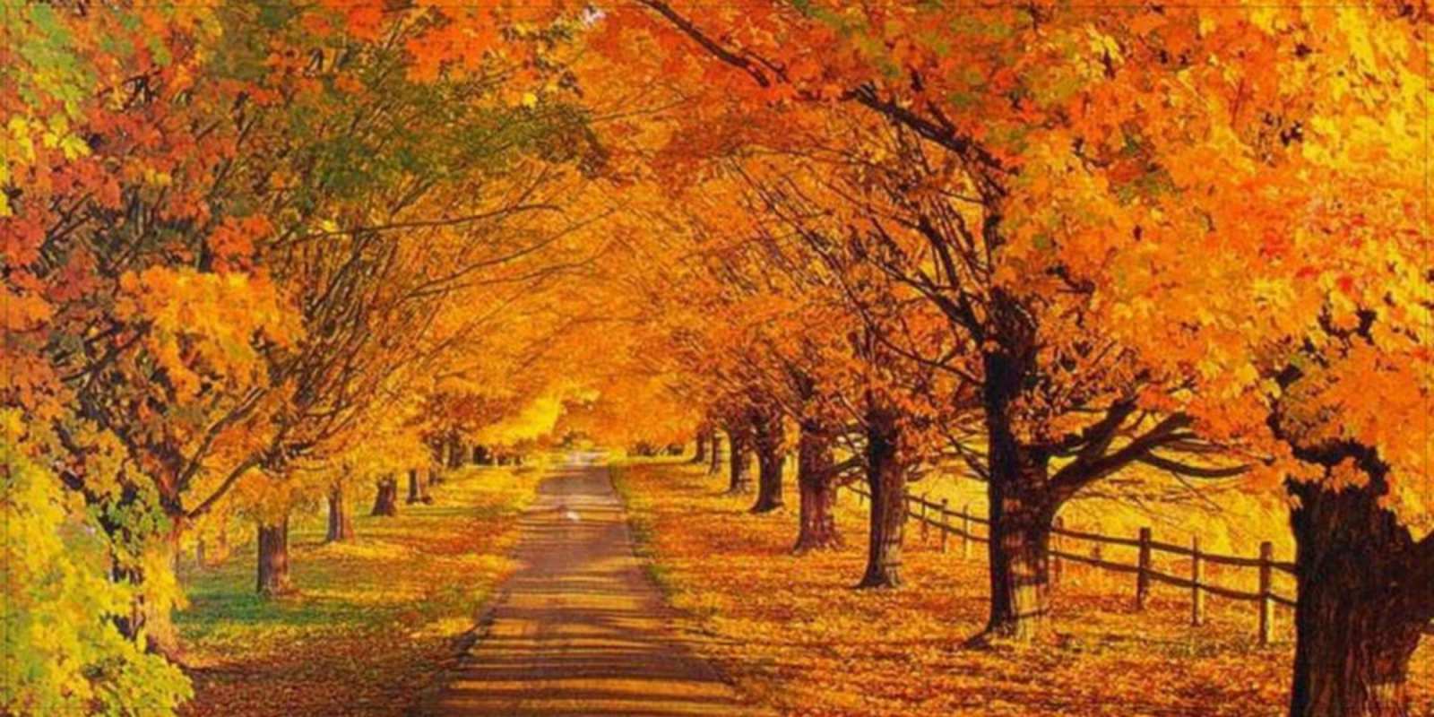 Открытка прекрасного осеннего дня дорога осенью деревья с осенними листьями Вдалого дня 