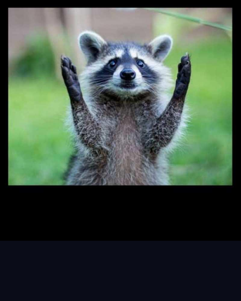 Открытка енот позитив  хорошее настроение утречком  Доброго ранку 