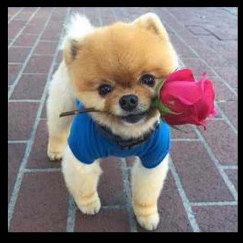 Открытка собка дарит розу  роза в зубах  Доброго ранку 