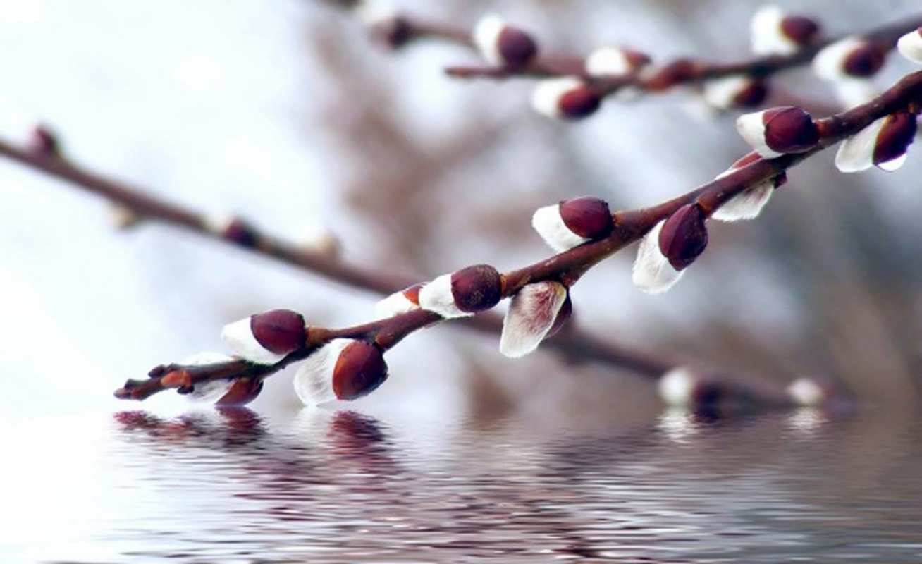 Открытка почки вербы и ручей  верба, ручей  З вербною неділею 