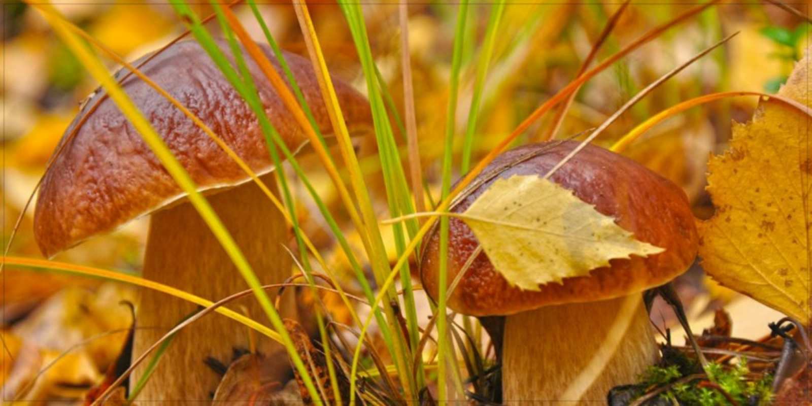 Открытка вот и грибочки хорошего утра осенью осенние грибы  Доброго ранку 