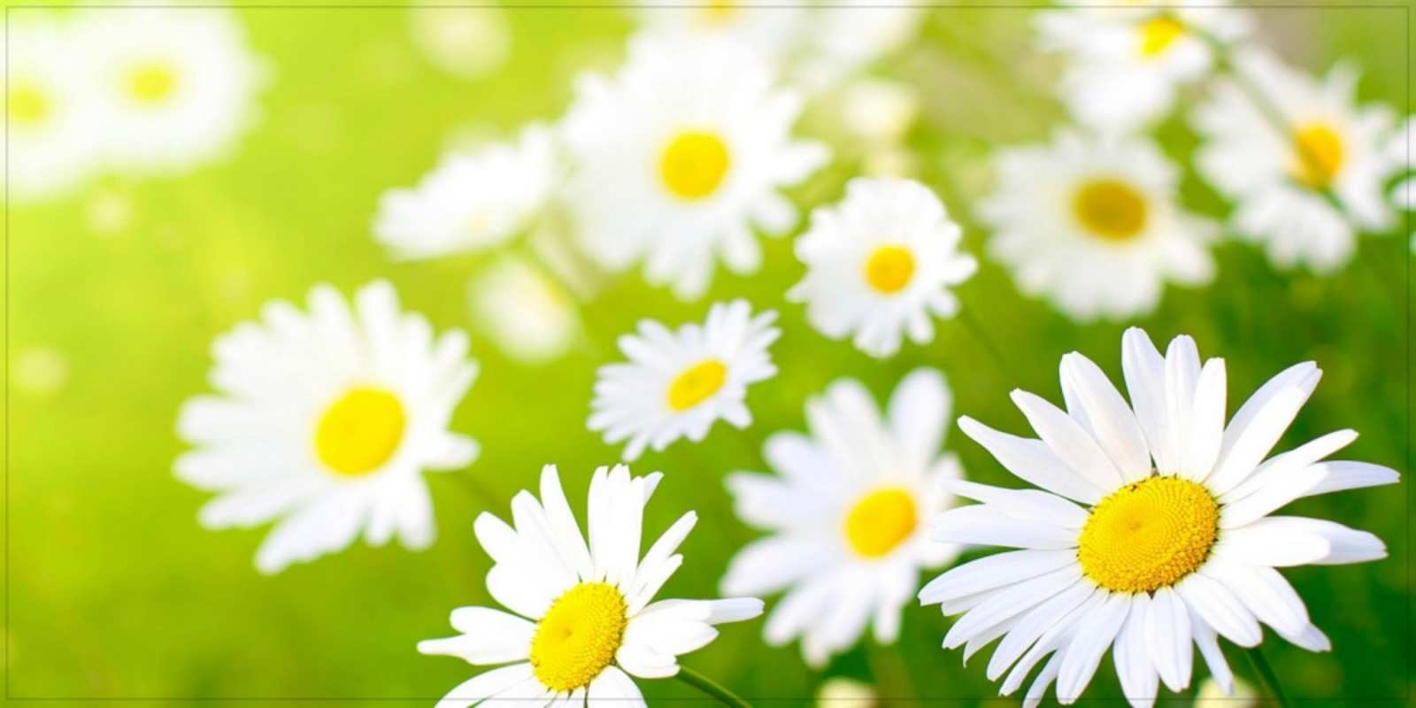 Открытка прекрасные ромашки открытка с ромашками на зеленом фоне Вдалого дня 