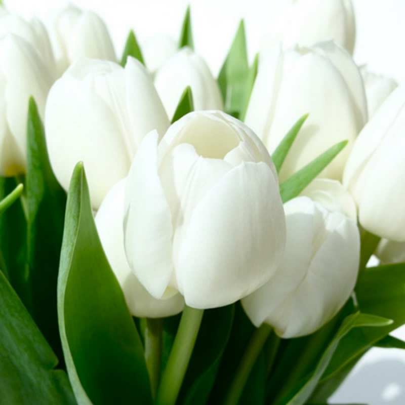 Открытка тюльпаны белые крупным планом  открытки на каждый день по именам  Доброго ранку 