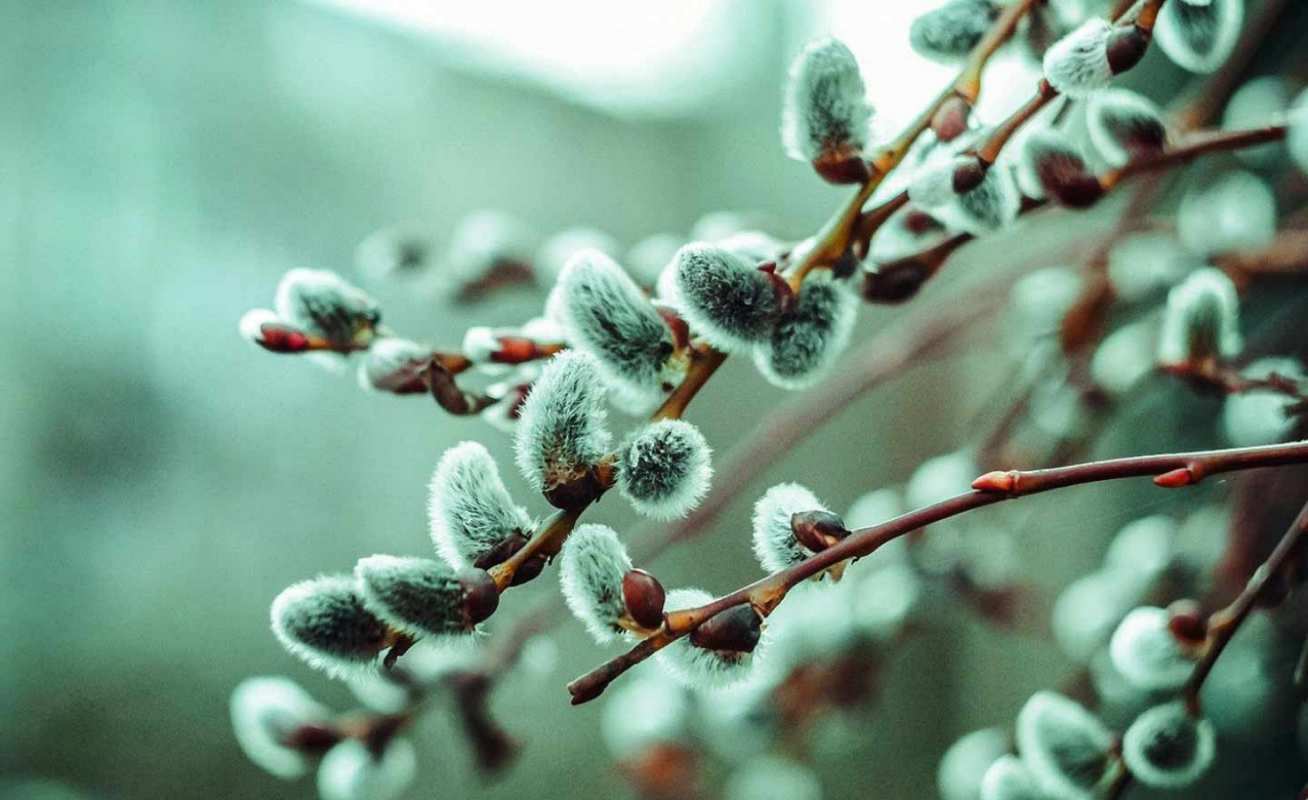 Открытка верба в зеленоватом оттенке   верба  З вербною неділею 