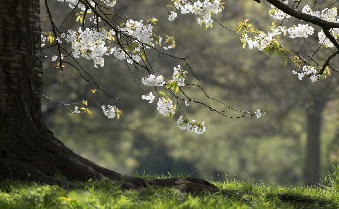 Открытка весенний сад  С 1 мая  З 1 травня 