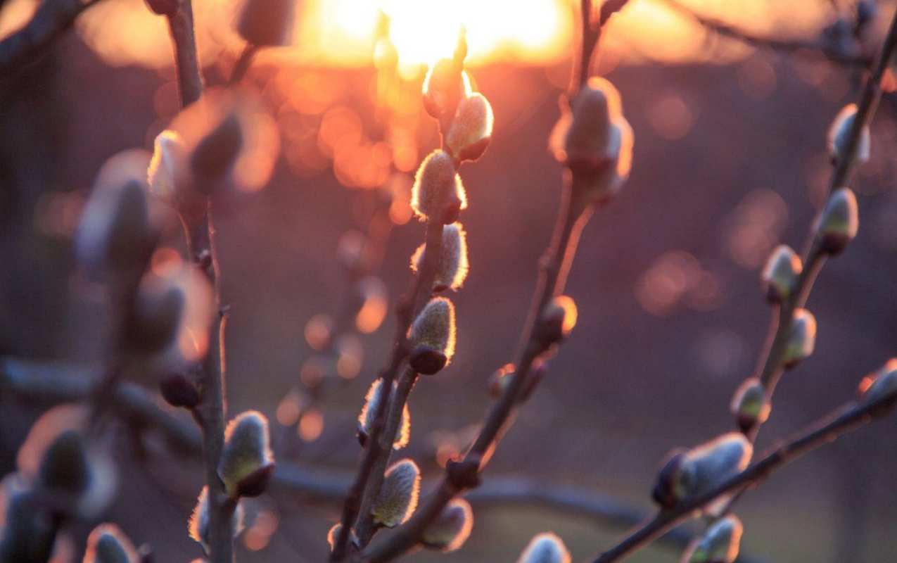 Открытка верба на фоне заката  верба  З вербною неділею 