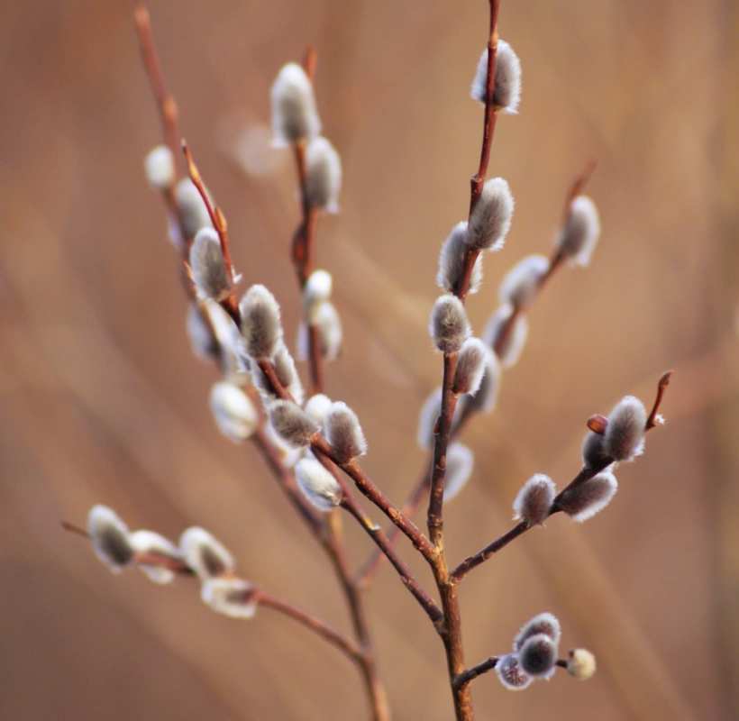 Открытка верба на коричневатом фоне  верба   З вербною неділею 