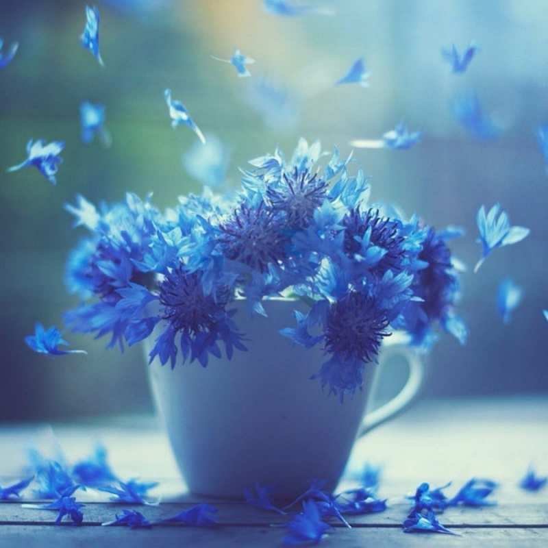 Открытка видимо эти цветы лечат простуду  кружка с зельем и цветами  Одужуй 