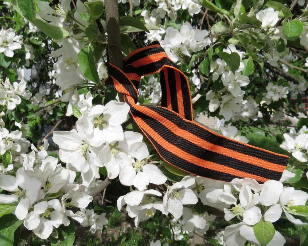 Открытка георгиевская лента в цветах  9 мая  З 9 травня 