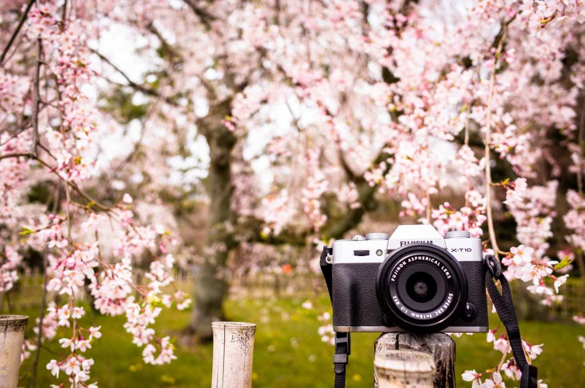 Открытка фотоаппарат среди цветущей сирени  сирень с днем фотографа, фотоаппарат   З днем ​​фотографа 