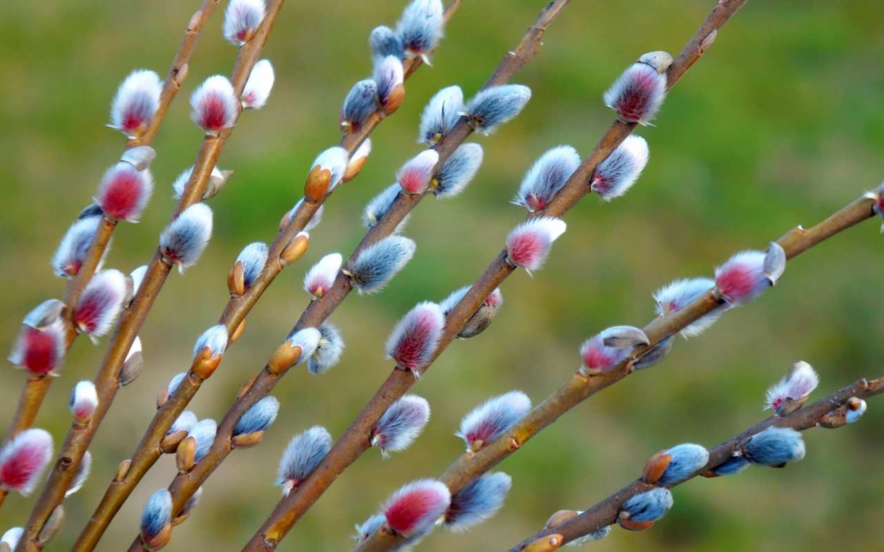 Открытка верба на фоне травы  верба  З вербною неділею 