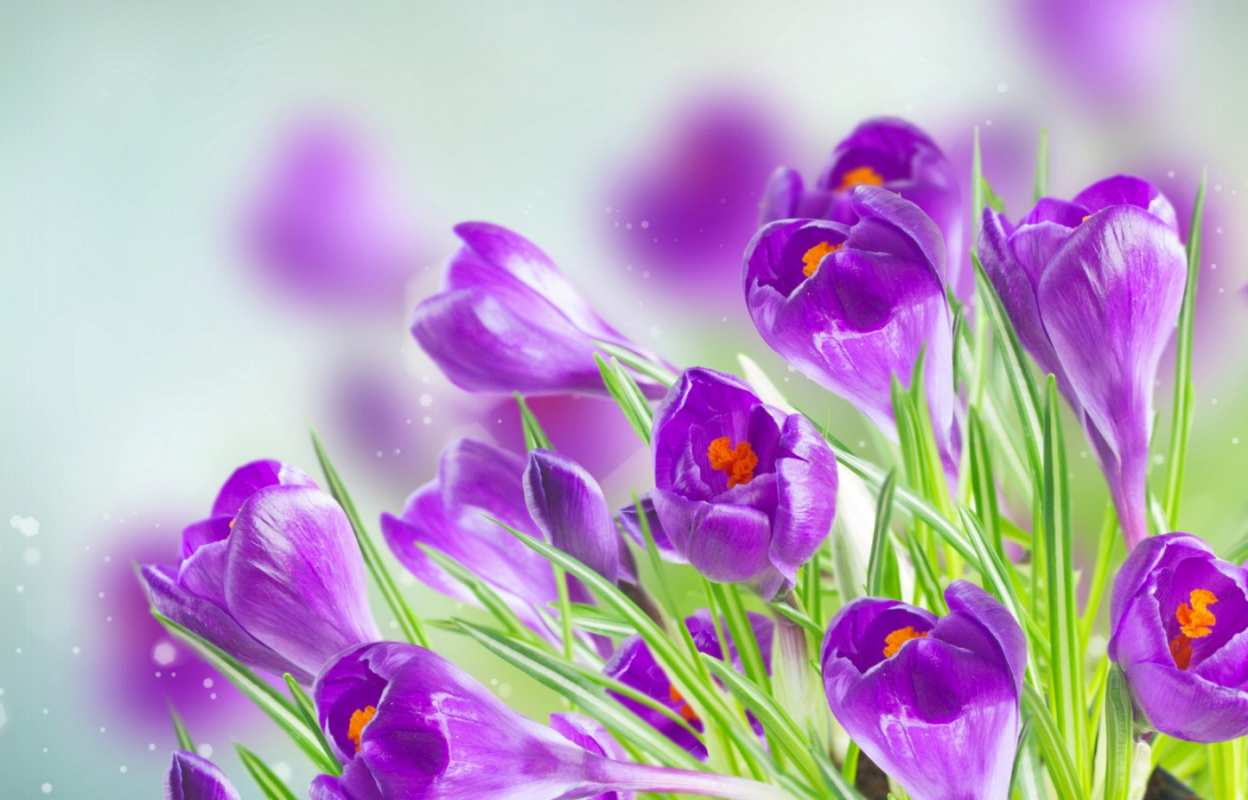 Открытка цветы весна  1 мая  З 1 травня 