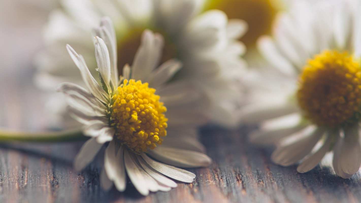 Открытка ромашки   с днем семьи   С днем семьи 