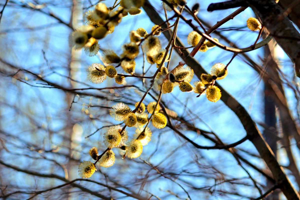 Открытка верба на фоне неба  верба  З вербною неділею 