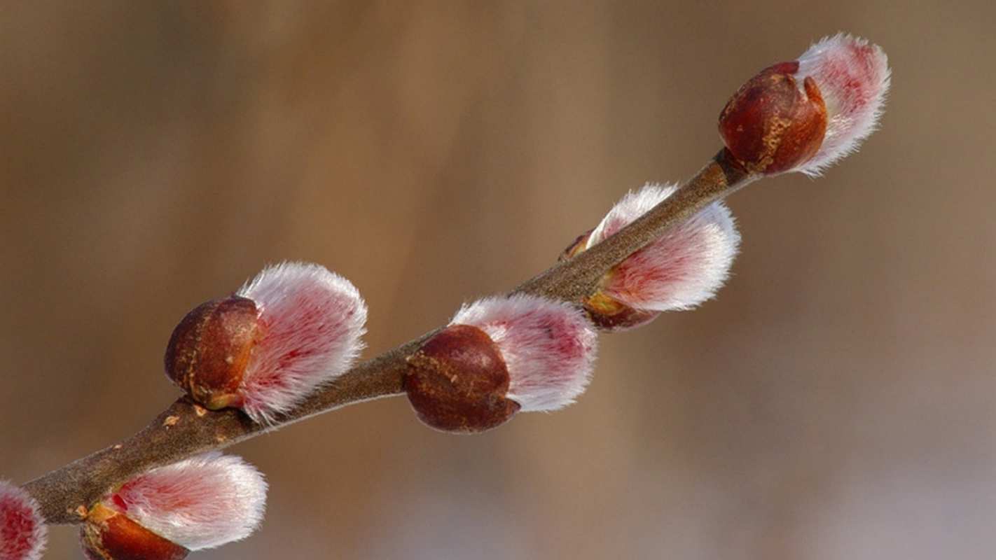 Открытка верба крупным планом  верба  З вербною неділею 