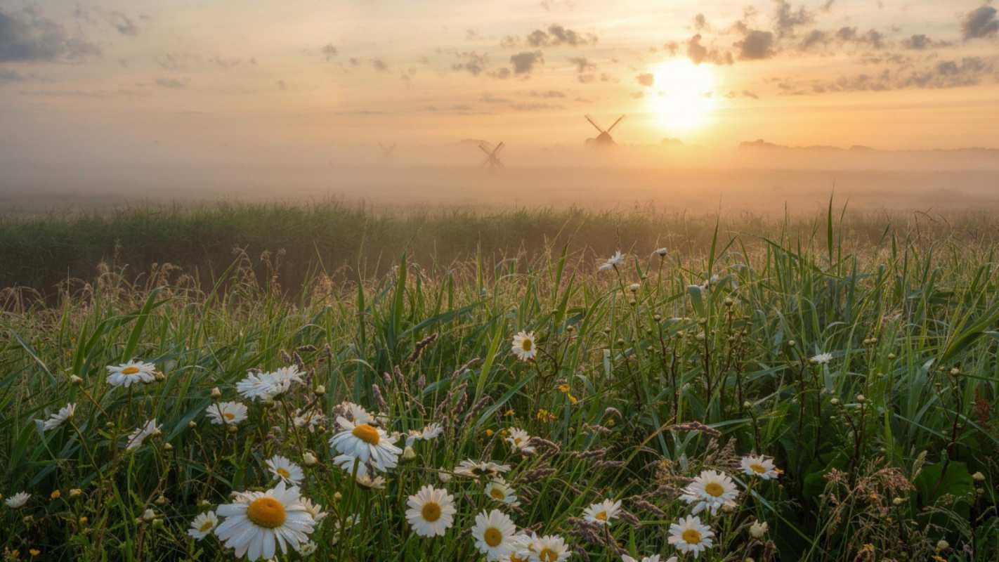 Открытка луг с ромашками  с днем семьи   С днем семьи 