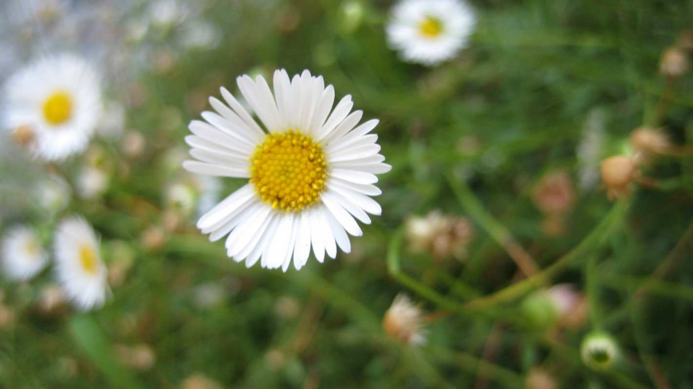 Открытка с днем семьи  с днем семьи   С днем семьи 