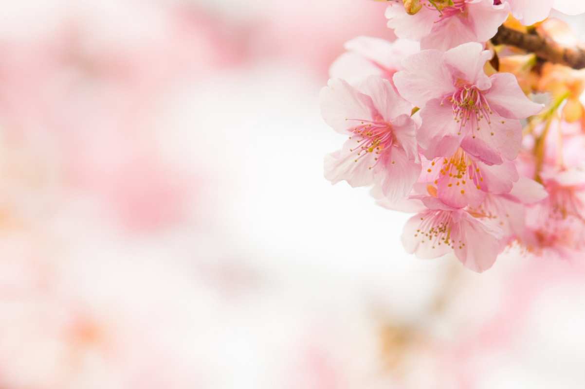 Открытка С 1 мая  С 1 мая  З 1 травня 