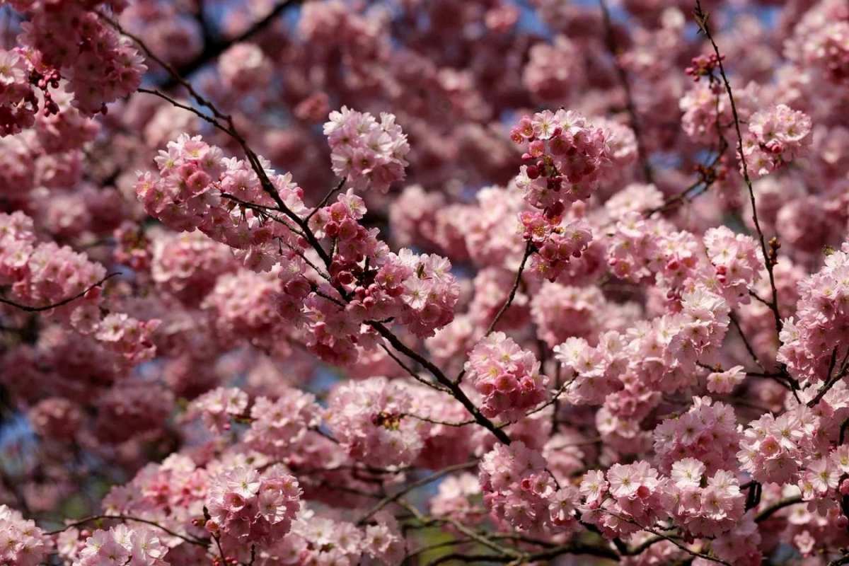 Открытка цветет сирень  С 1 мая  З 1 травня 