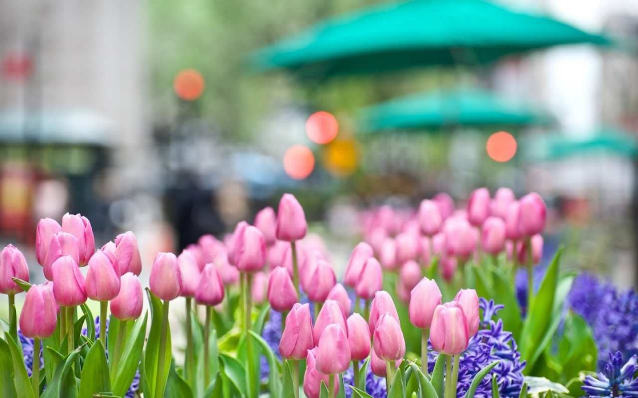 Открытка тюльпаны и цветы  С 1 мая  З 1 травня 