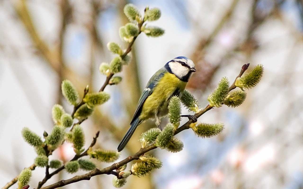 Открытка верба и птичка на ветке  верба  З вербною неділею 