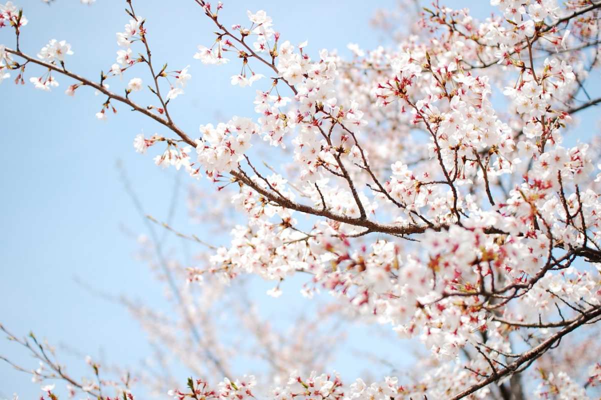 Открытка вишня цветет  С 1 мая  З 1 травня 