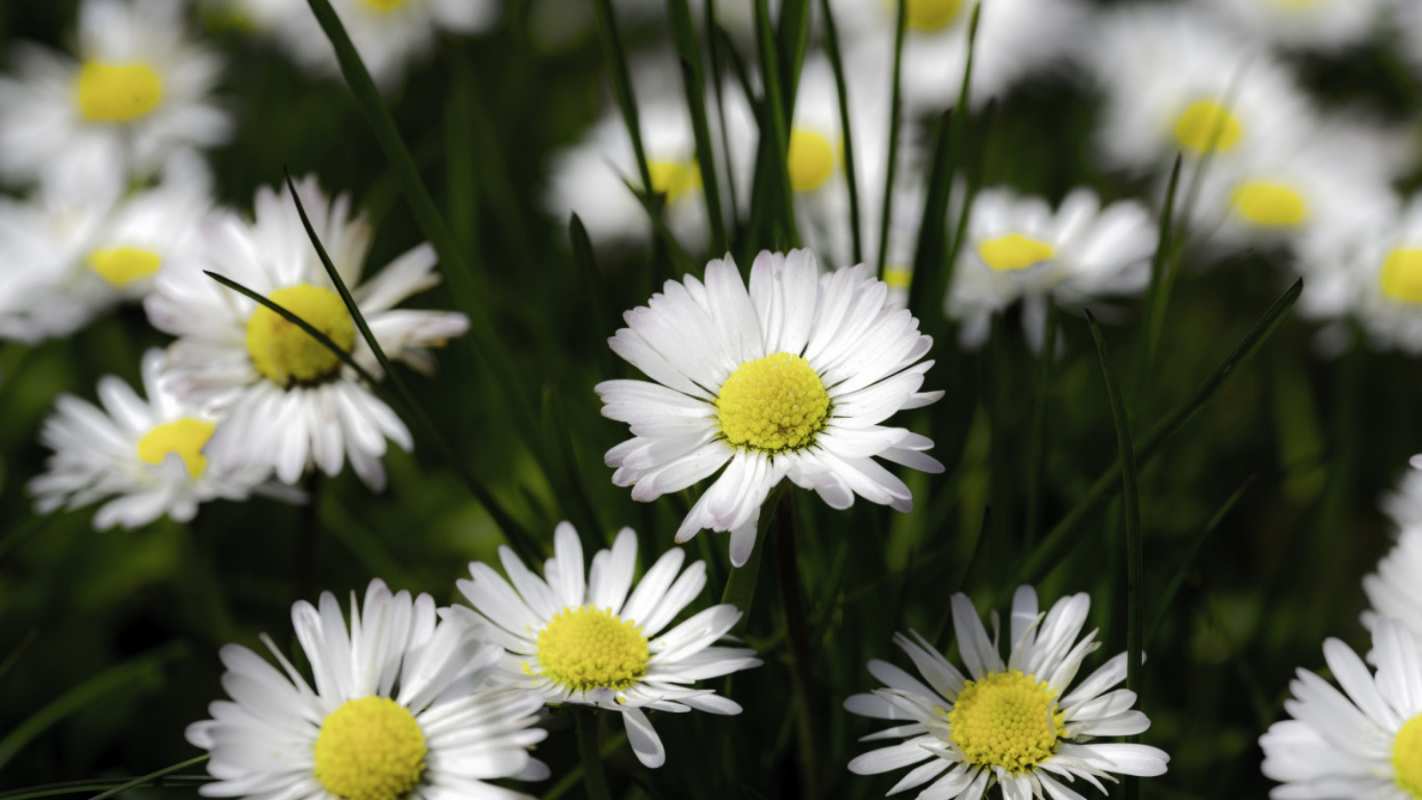 Открытка ромашки 2 с днем семьи  2 С днем семьи 