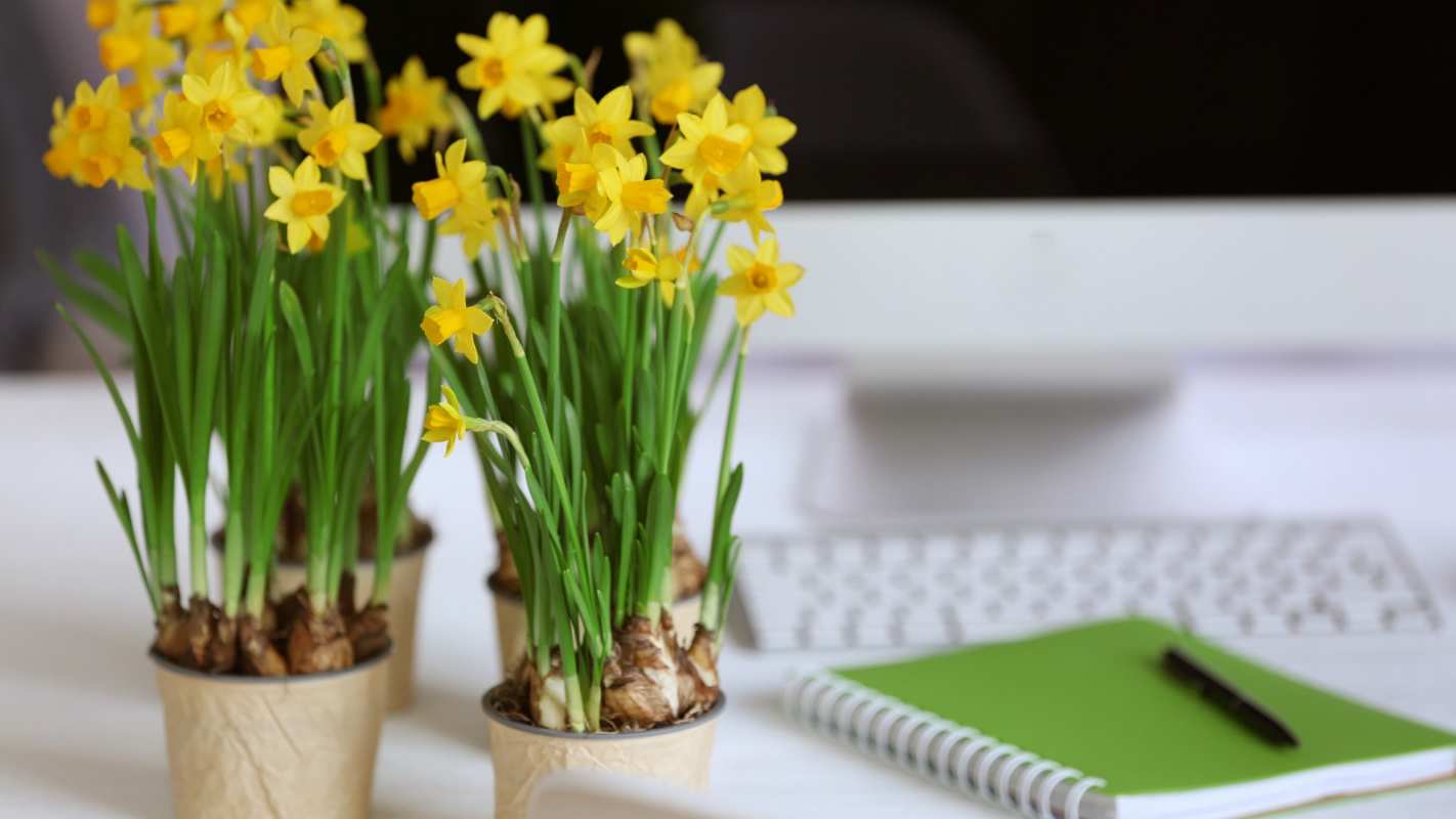 Открытка цветы и отчет  с днем бухгалтера  З днем ​​бухгалтера 