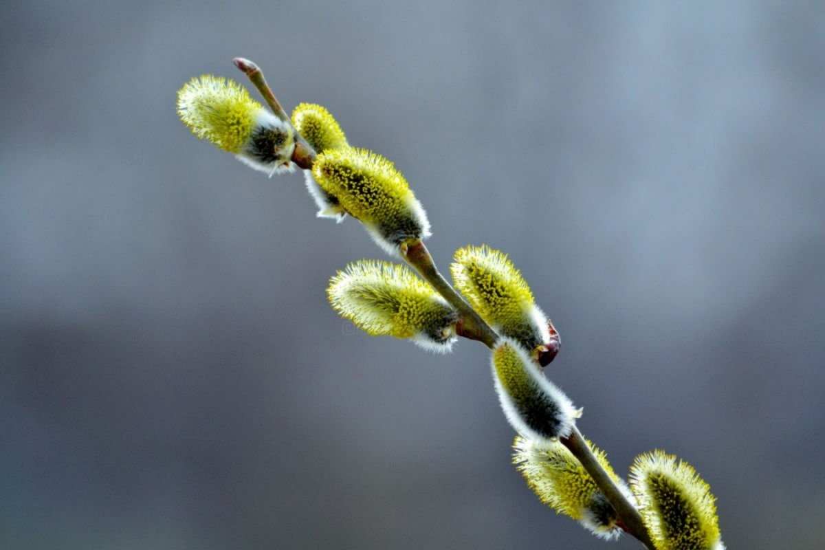 Открытка красивая верба  верба  З вербною неділею 