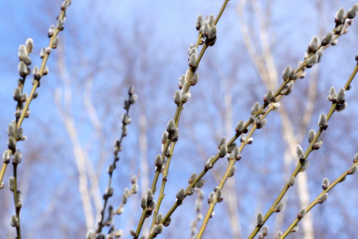 Открытка верба на фоне берез и неба  верба  З вербною неділею 