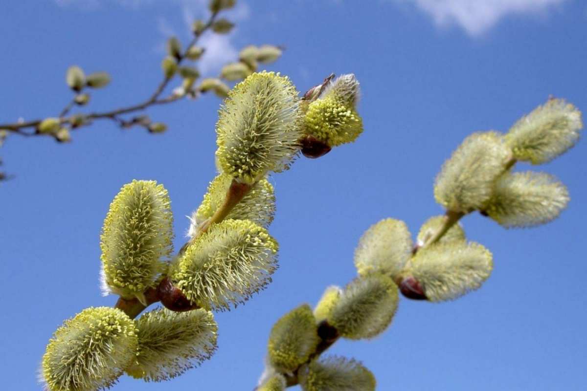 Открытка крупные почки вербы  верба  З вербною неділею 