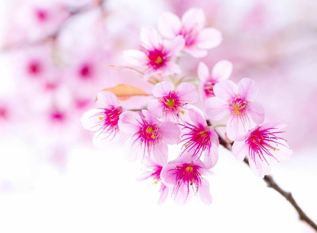 Открытка красивые цветы 2 С 1 мая 2 З 1 травня 